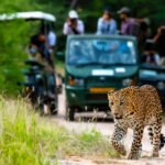 jawai safari